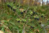 Смотреть изображение Vaccinium myrtillus