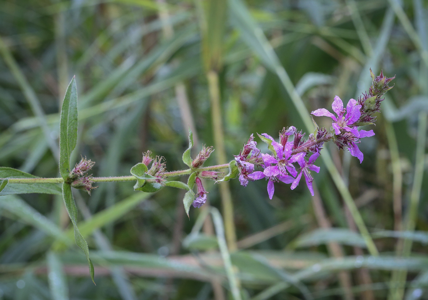 Image of Lythrum salicaria specimen.