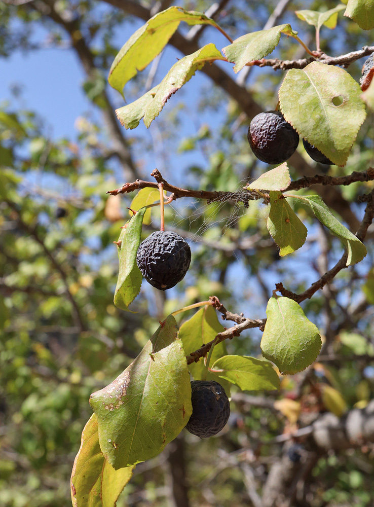 Image of Prunus sogdiana specimen.