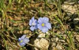 Linum austriacum. Верхушка побега с соцветием и пауком на цветке. Крым, Ленинский р-н, с. Новоотрадное, подножие степного склона. 10.05.2021.