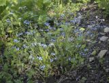 Myosotis sylvatica. Цветущее растение. Пермский край, Кунгурский р-н, правый берег р. Сылва, ур. Камень Ермак, берёзово-сосновый лес, опушка. 04.06.2022.