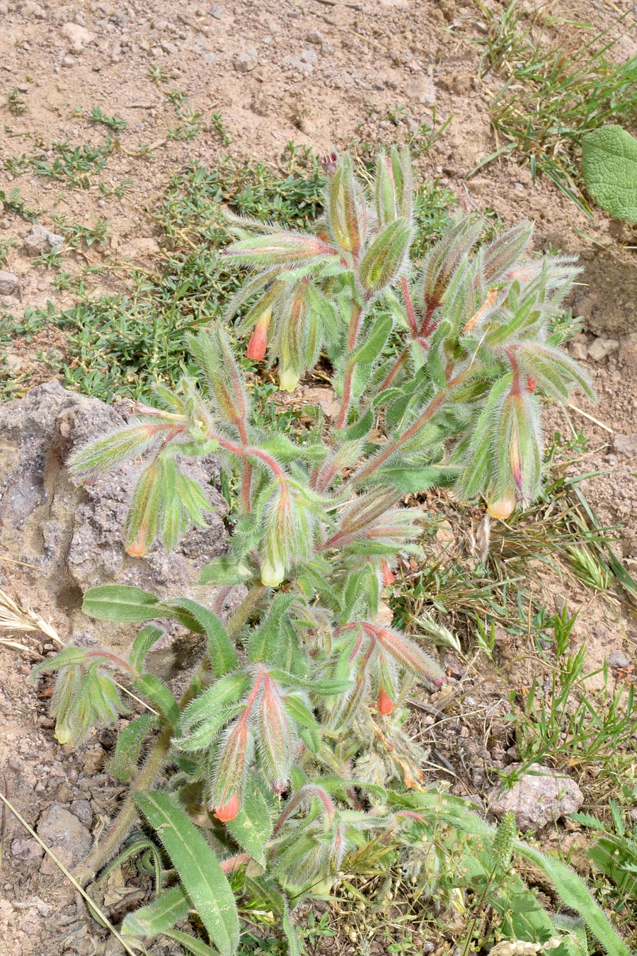 Image of Onosma dichroantha specimen.