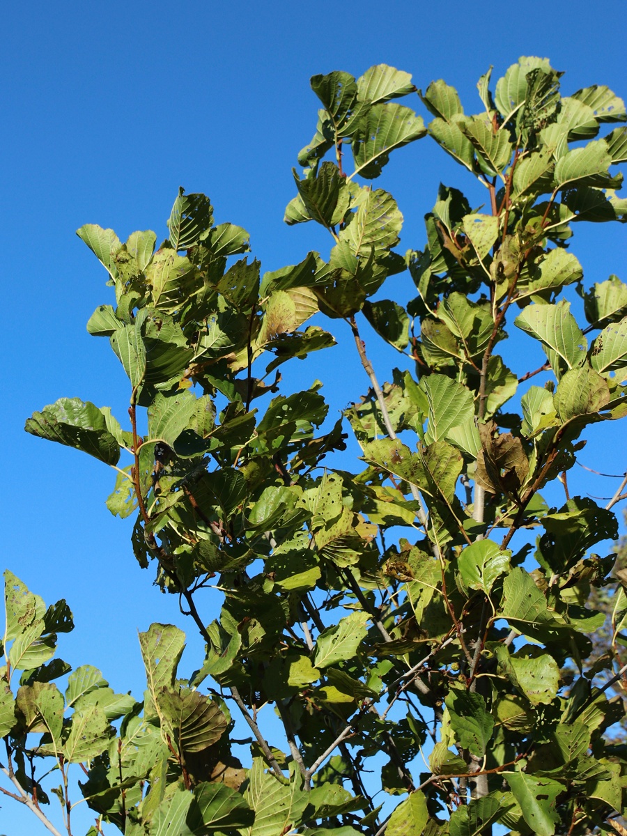 Изображение особи Alnus glutinosa.