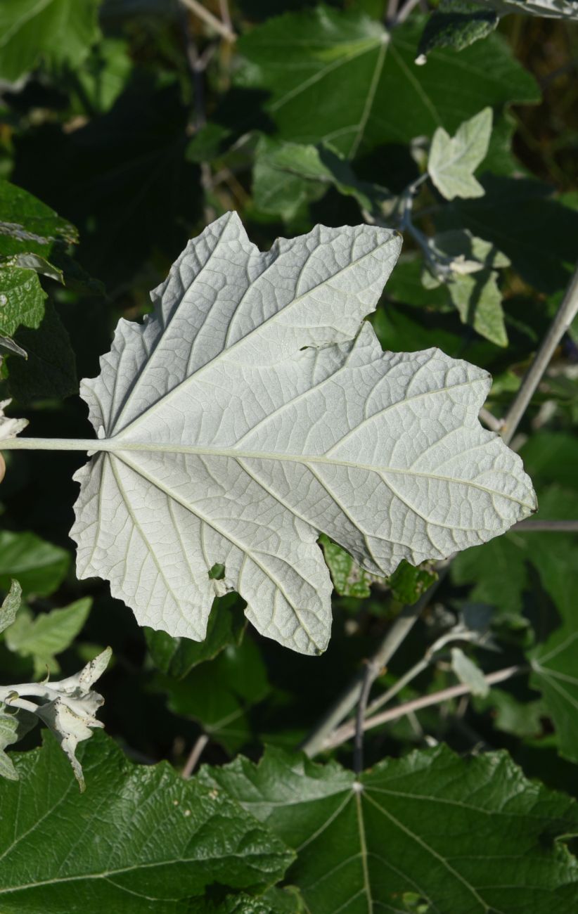 Image of Populus alba specimen.