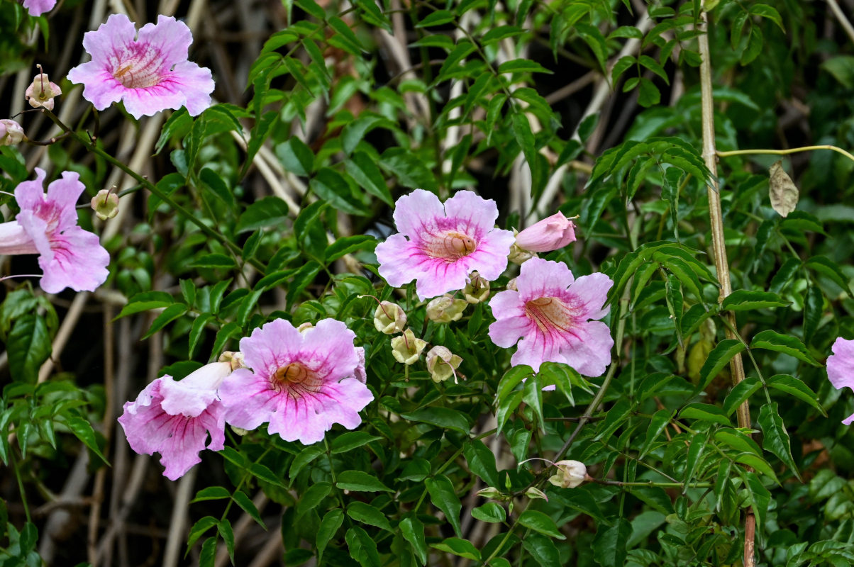 Image of Podranea ricasoliana specimen.