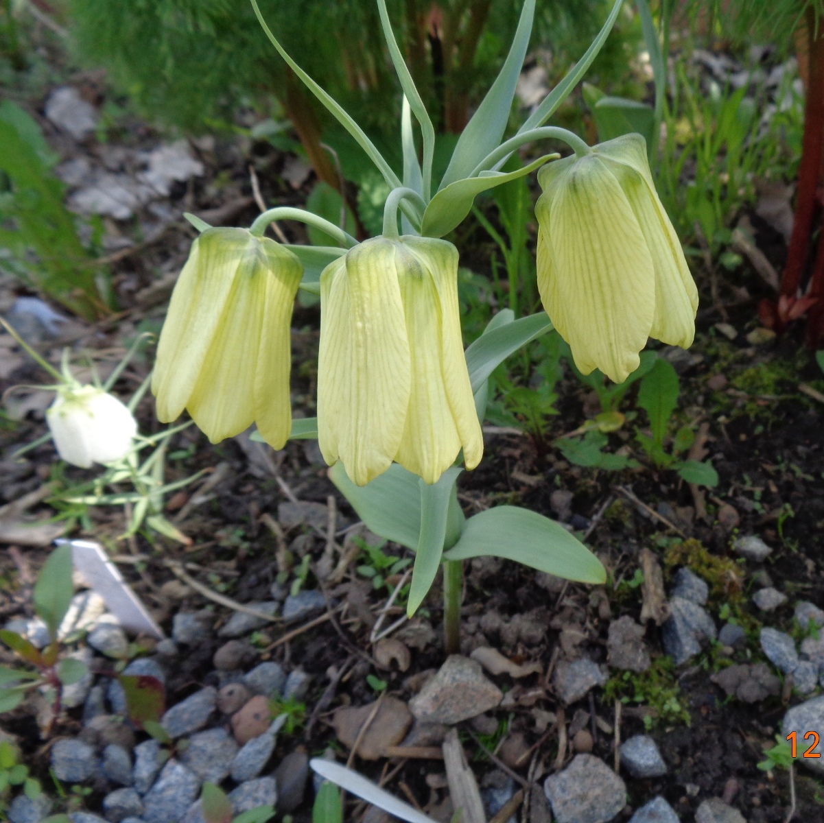 Image of Fritillaria pallidiflora specimen.