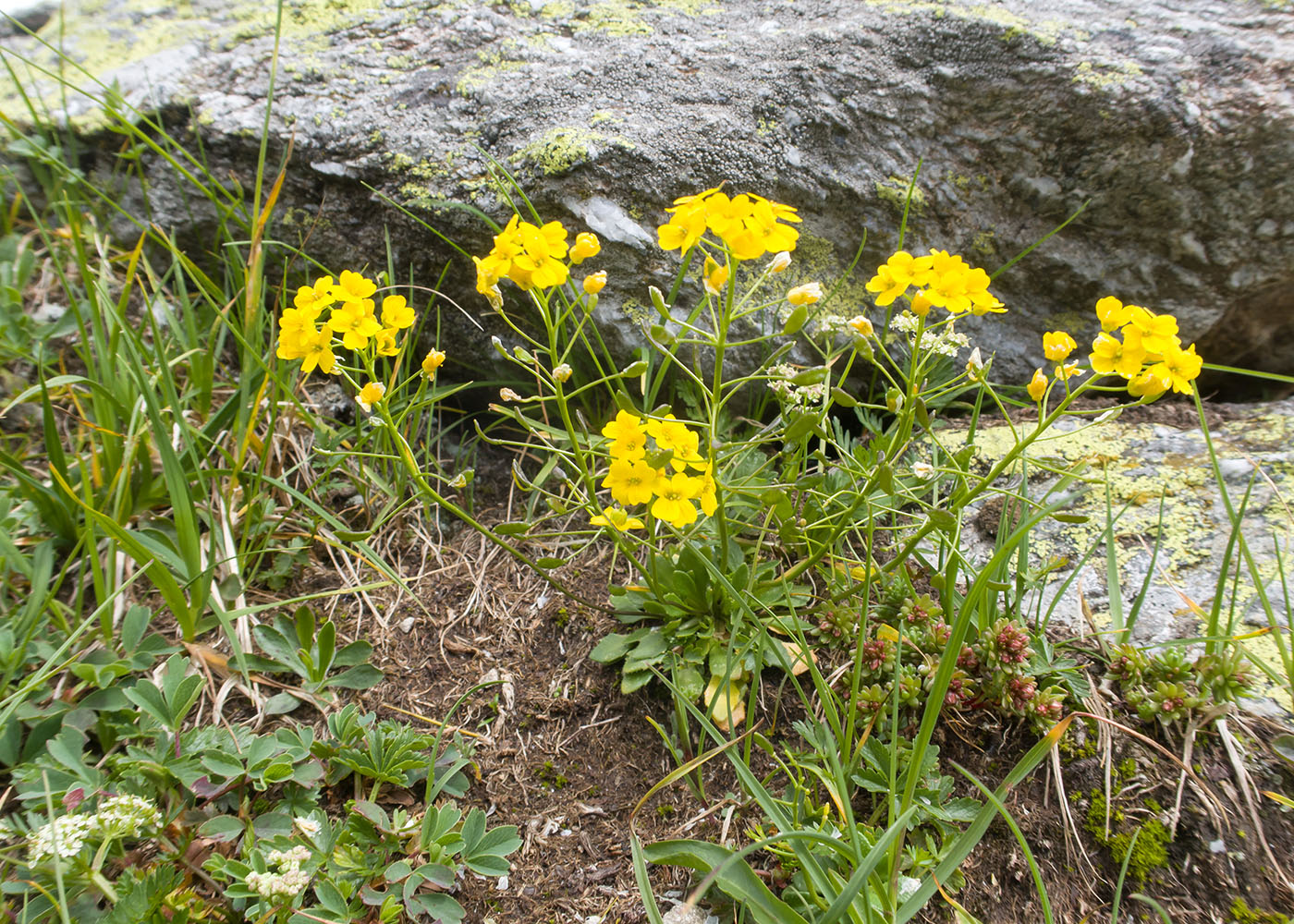 Image of Draba hispida specimen.