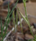 Anisantha tectorum. Верхушка колосящегося растения. Крым, Бахчисарайский р-н, окр. с. Трудолюбовка, нижняя часть склона г. Патиль. 05.05.2010.