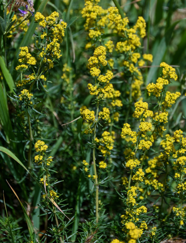 Image of Galium verum specimen.