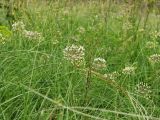 Allium decipiens. Цветущие растения в петрофитной степи. Украина, г. Донецк, окр. пос. Ларино, правый берег р. Кальмиус. 30.05.2010.