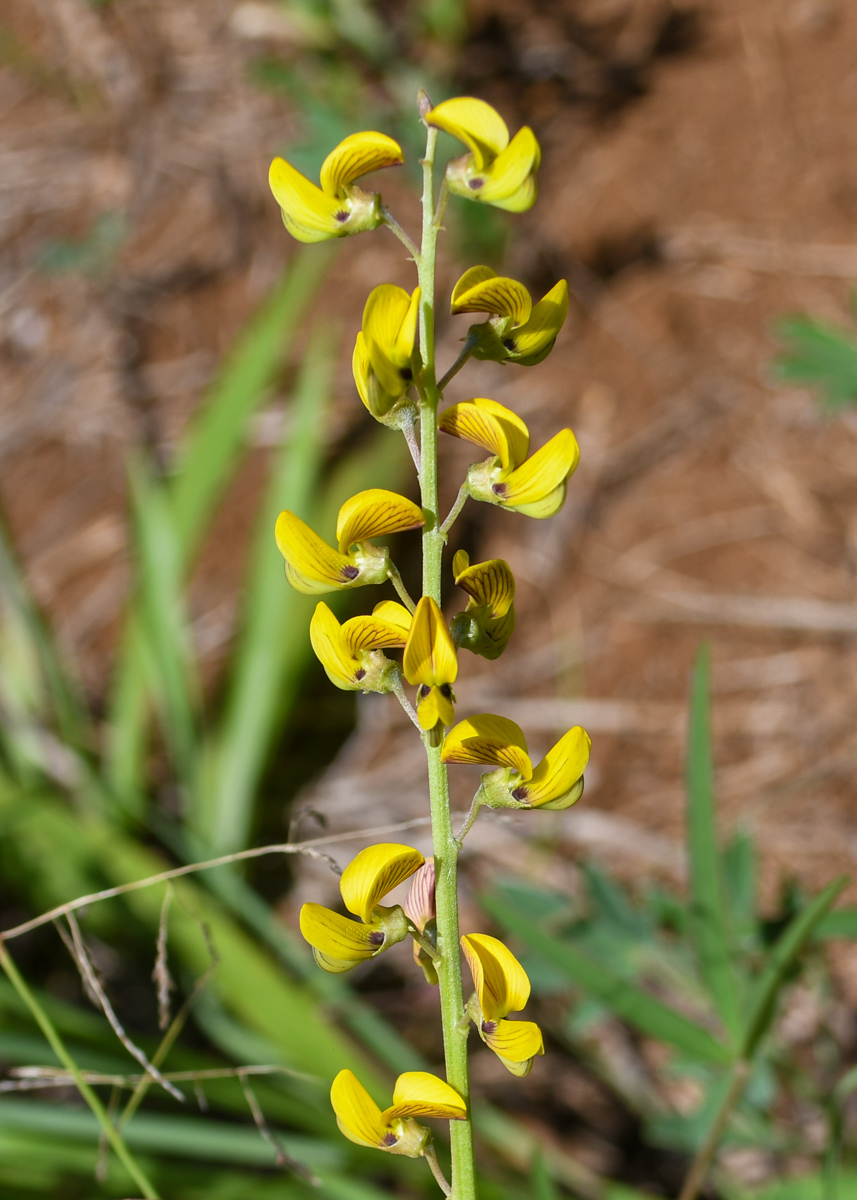 Image of Crotalaria lanceolata specimen.