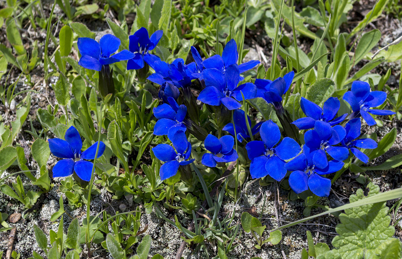 Image of Gentiana angulosa specimen.