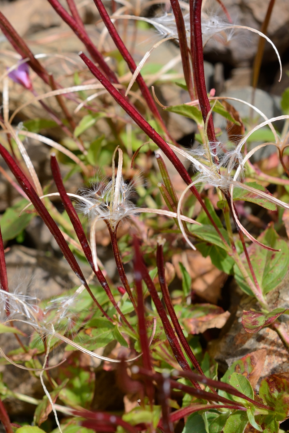 Изображение особи Epilobium anagallidifolium.