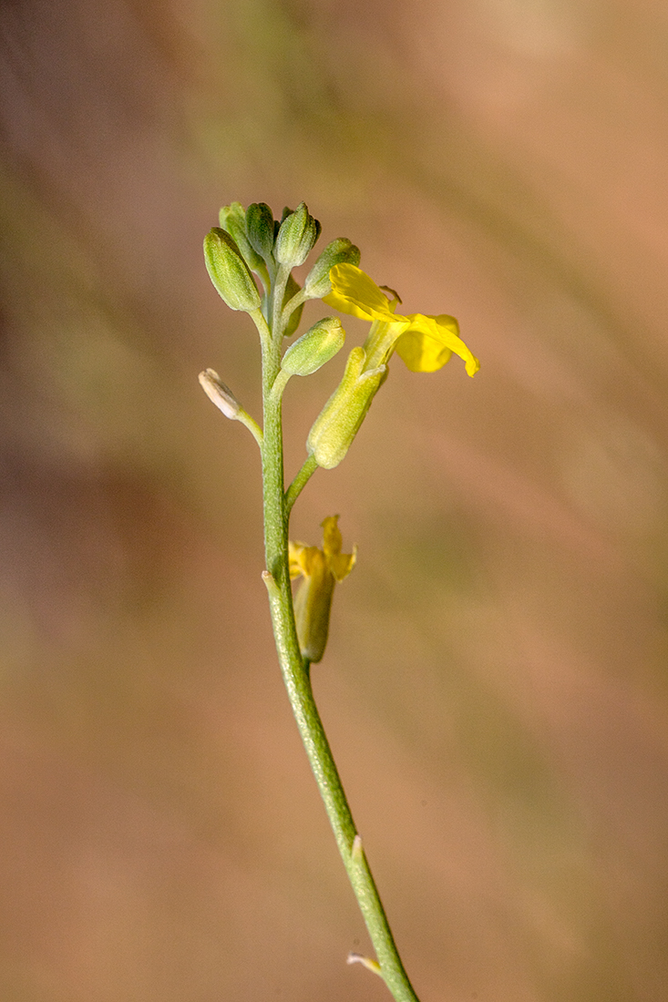 Image of genus Syrenia specimen.