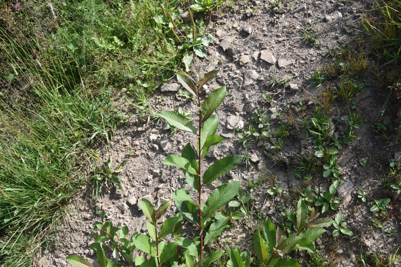 Image of Salix caucasica specimen.