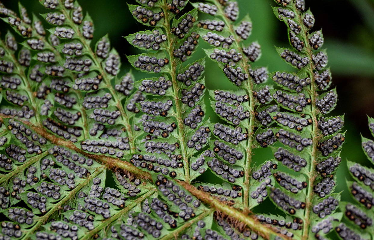 Image of Polystichum braunii specimen.