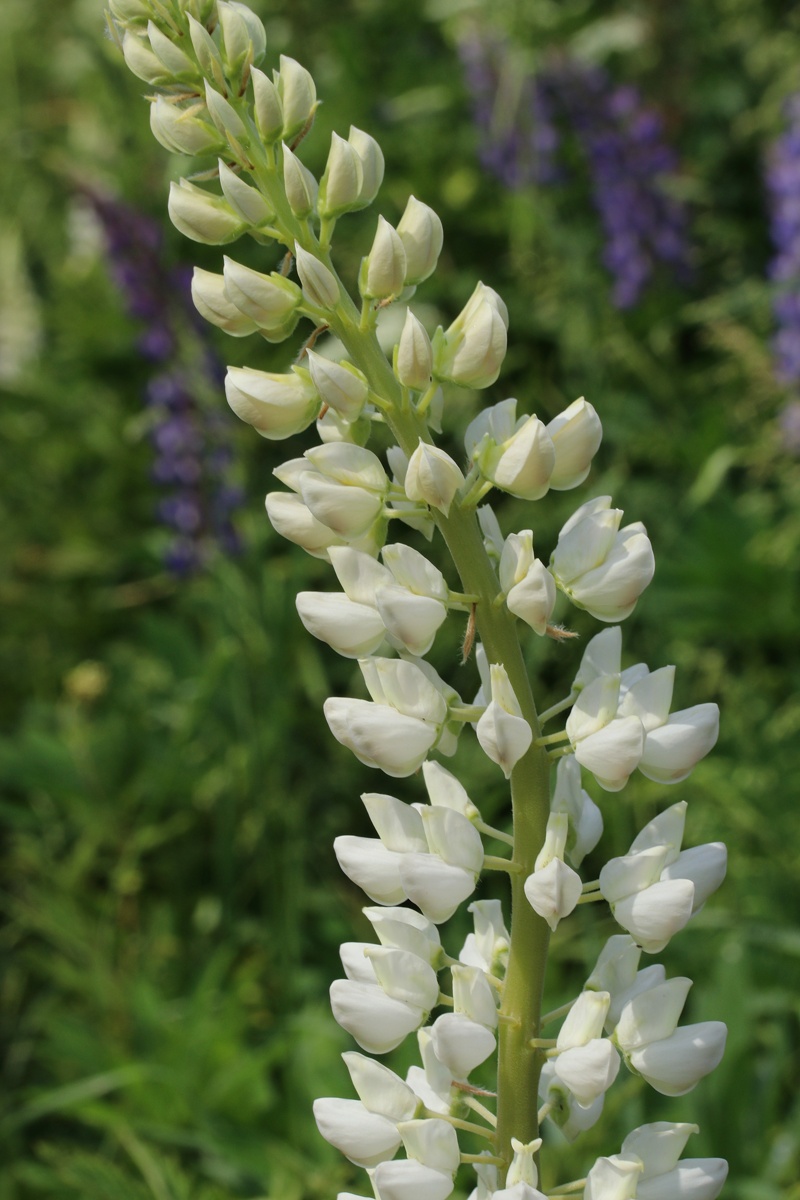 Image of Lupinus polyphyllus specimen.