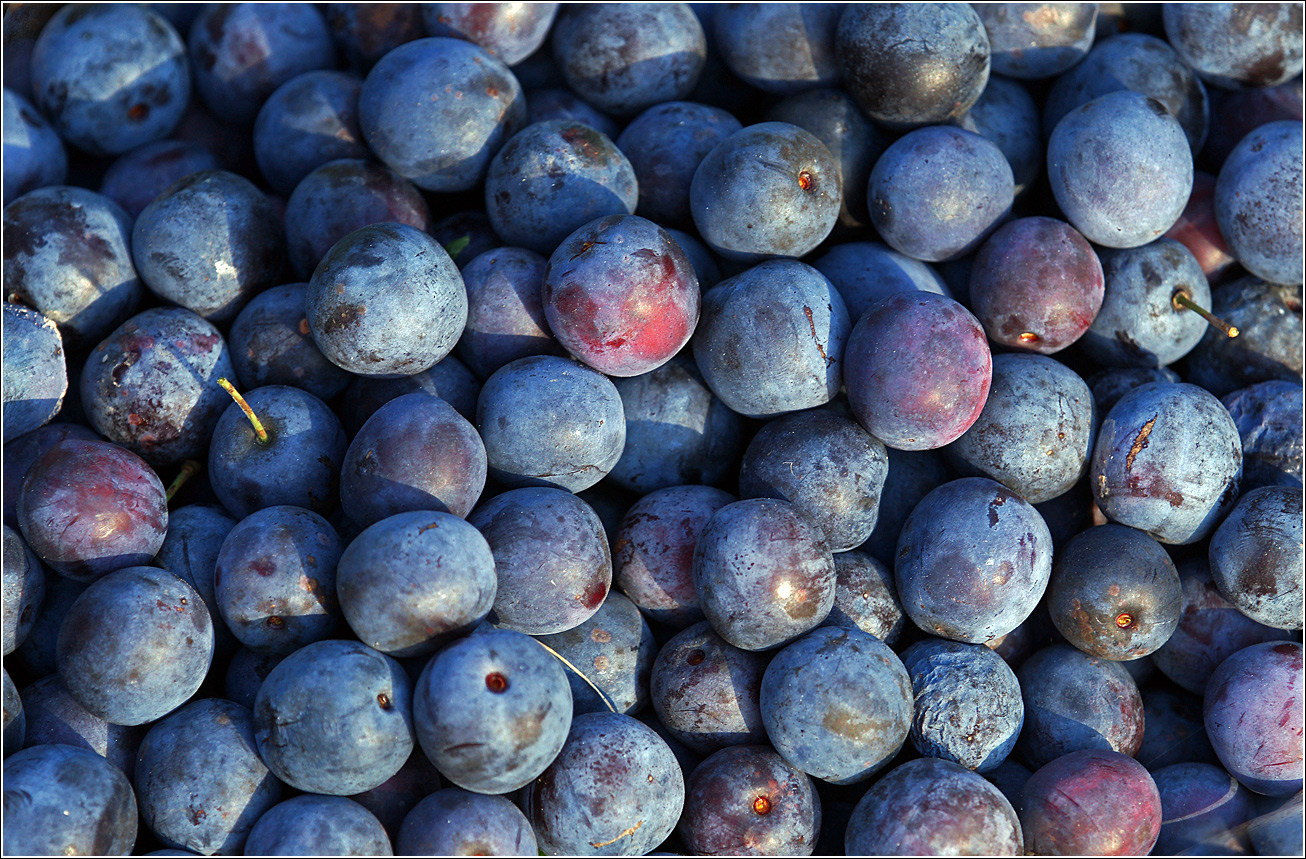 Image of Prunus spinosa specimen.