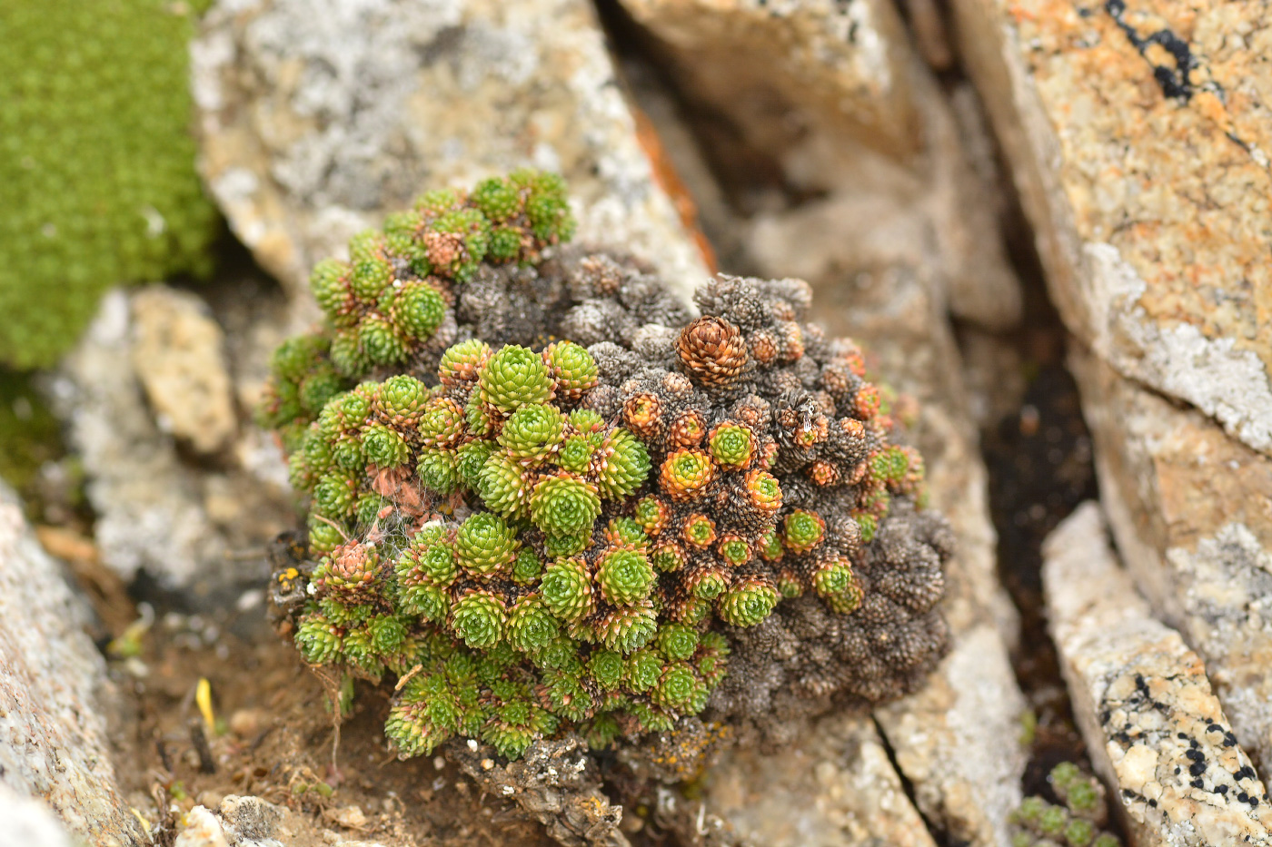 Image of Draba bryoides specimen.