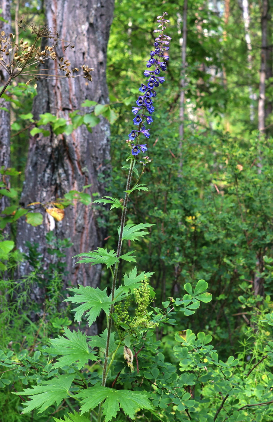 Изображение особи Delphinium retropilosum.