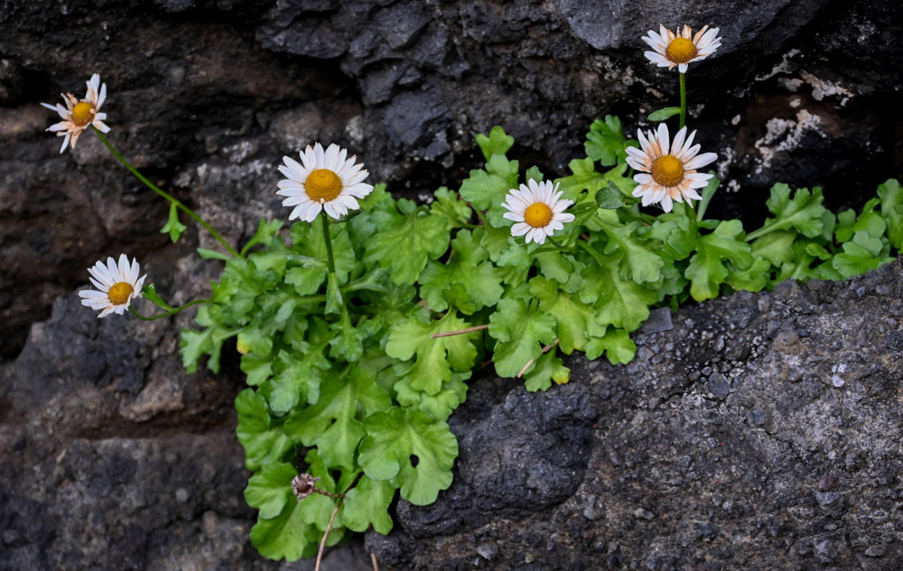 Изображение особи Arctanthemum arcticum.