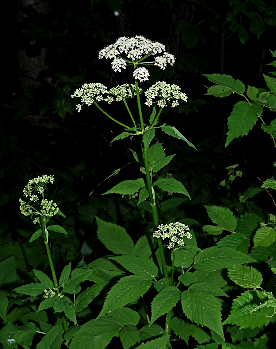 Image of Aegopodium podagraria specimen.