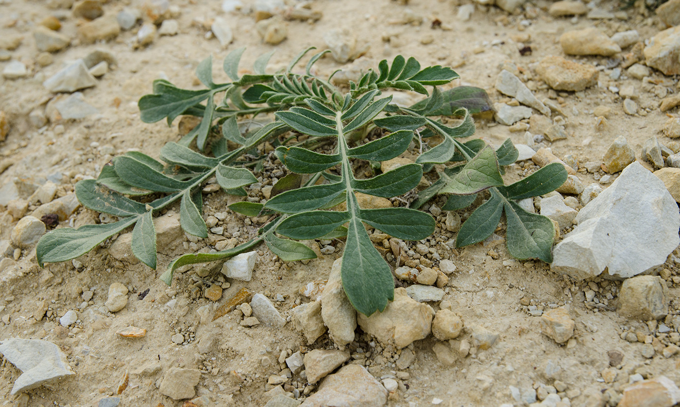 Image of Cephalaria uralensis specimen.