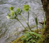 Helleborus caucasicus. Плодоносящее растение. Абхазия, Гудаутский р-н, Рицинский реликтовый национальный парк, долина р. Юпшара, широколиственный лес. 13.04.2024.