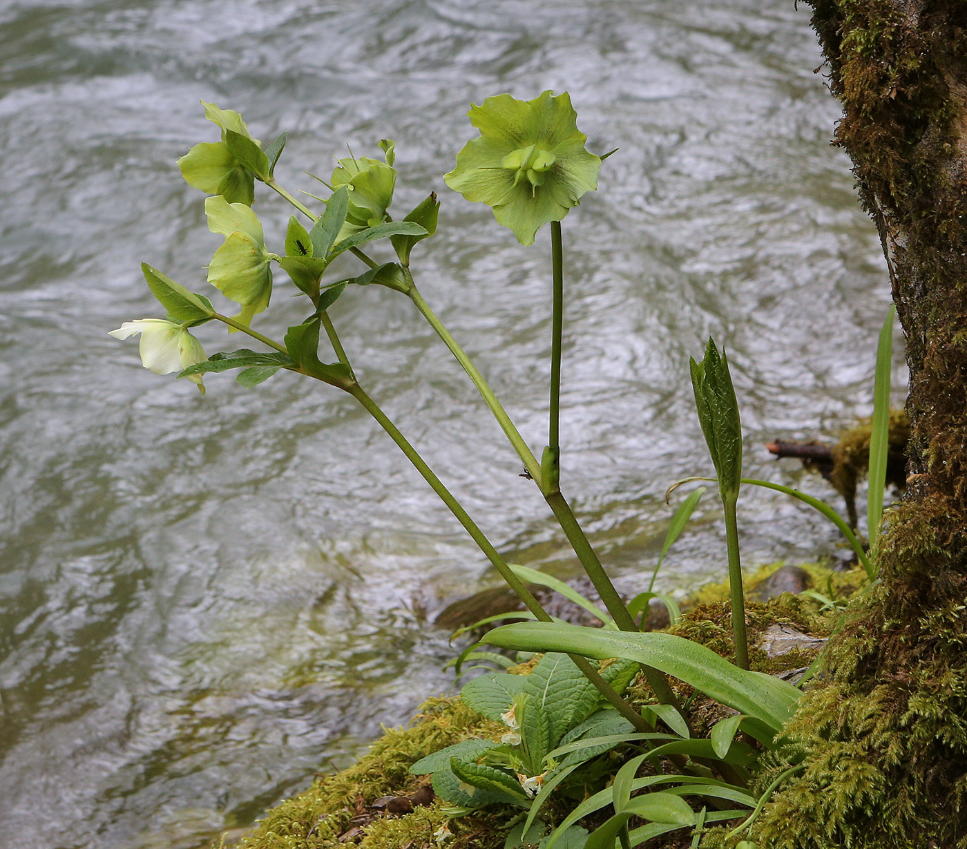 Изображение особи Helleborus caucasicus.