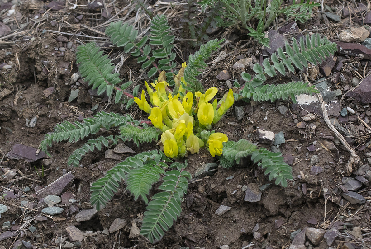 Изображение особи род Astragalus.