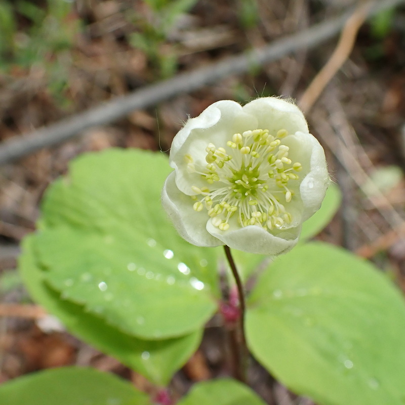 Image of Anemone udensis specimen.