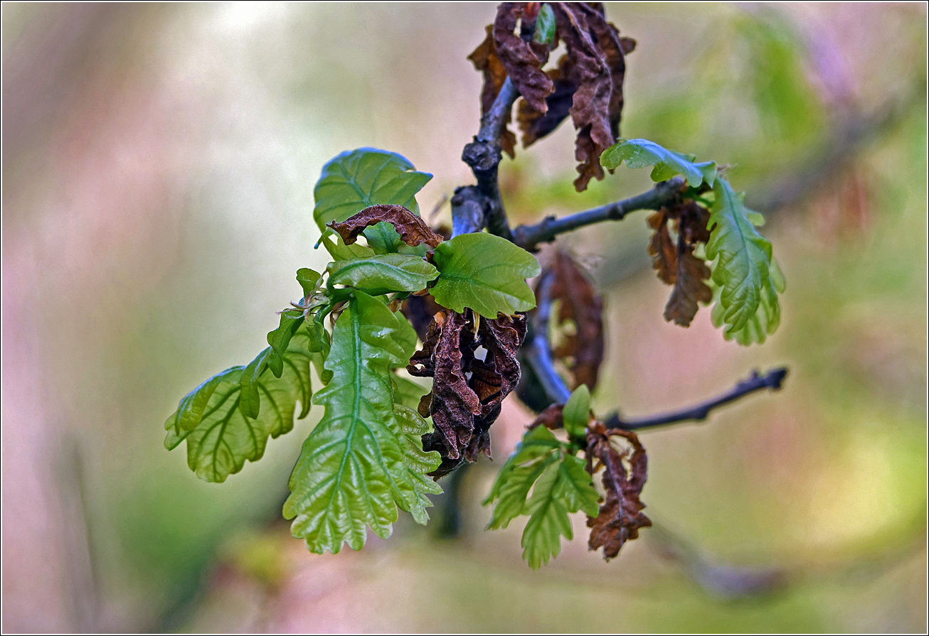 Изображение особи Quercus robur.