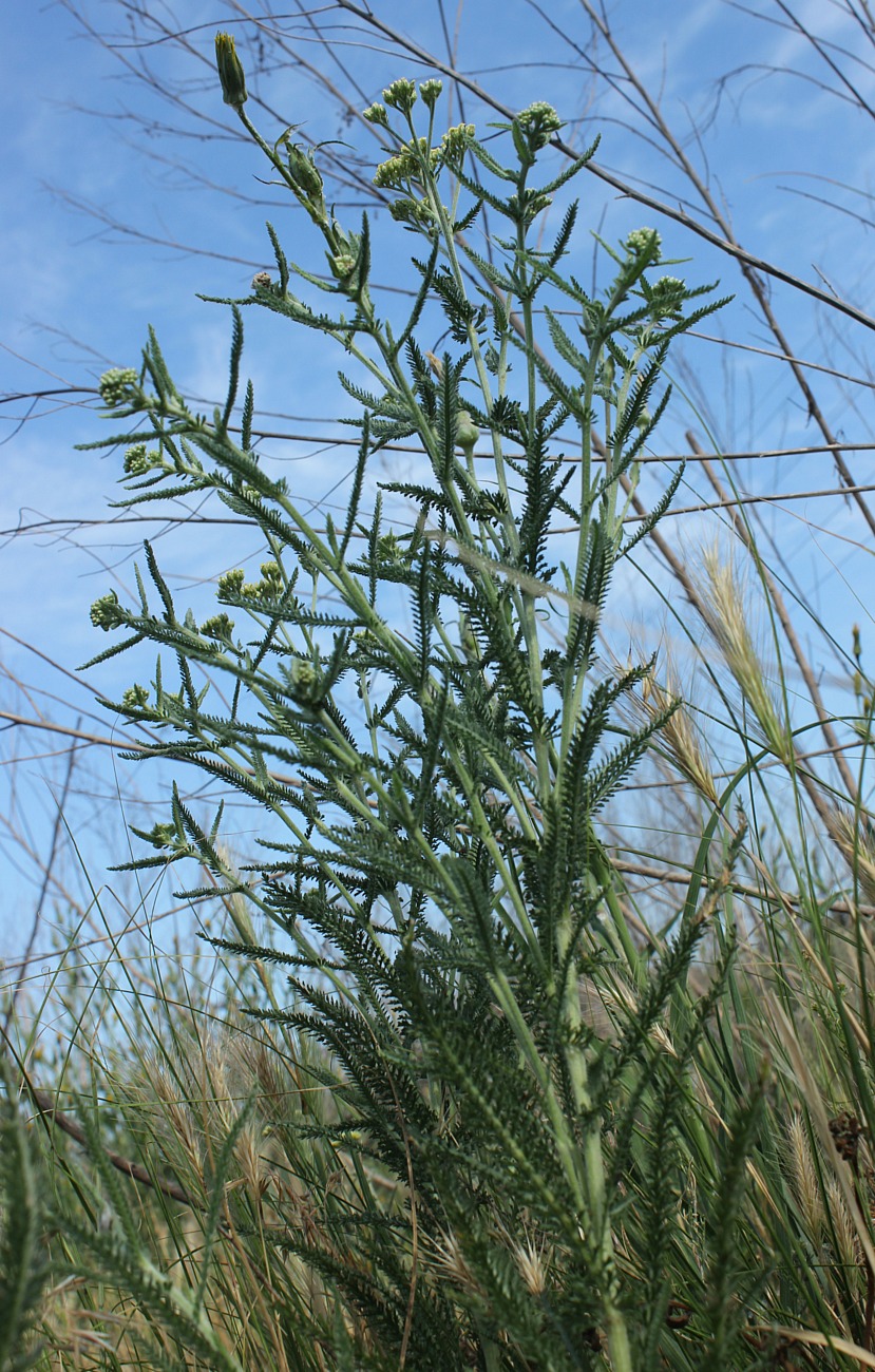 Image of Achillea &times; submicrantha specimen.