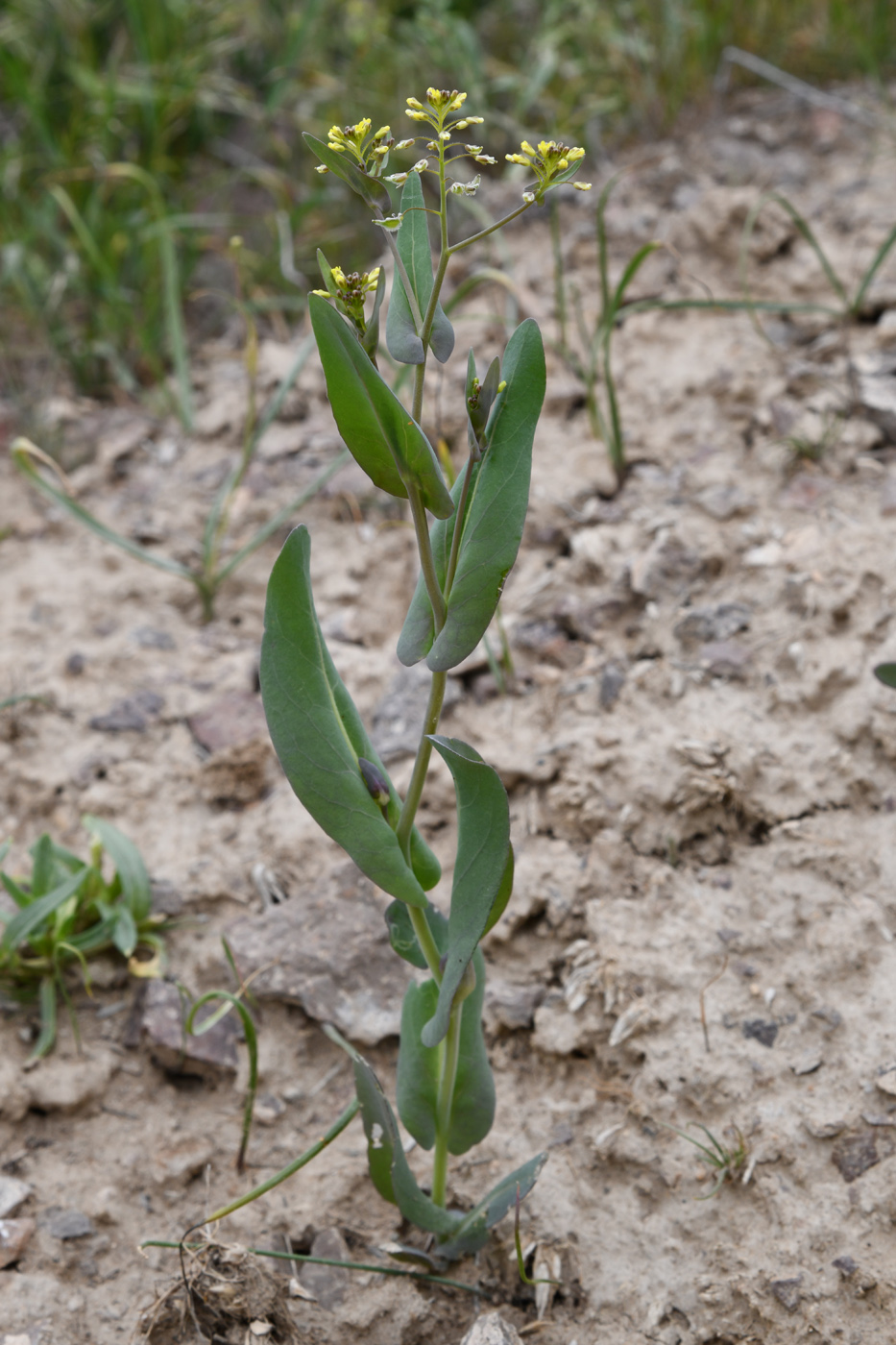 Image of Tauscheria lasiocarpa specimen.