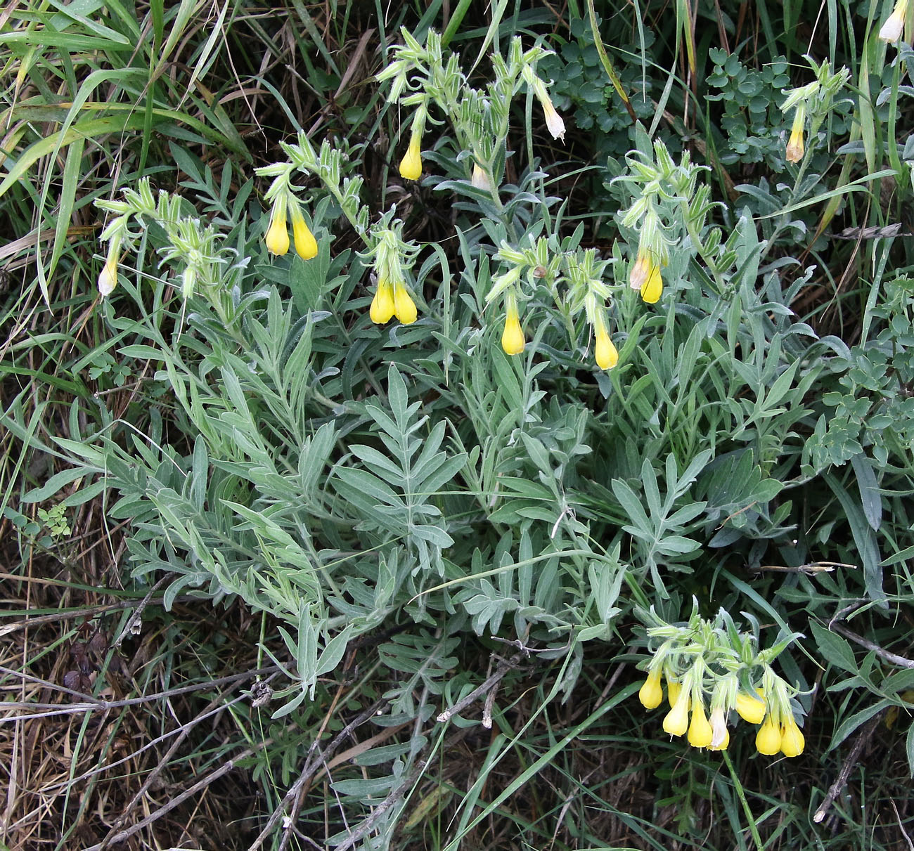 Image of Onosma taurica specimen.