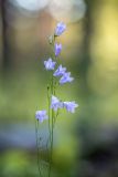 Campanula rotundifolia. Верхушка цветущего растения. Воронежская обл., Воронежский заповедник, смешанный лес. 11.07.2024.