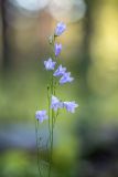 Смотреть изображение Campanula rotundifolia