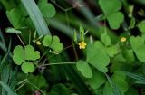 Oxalis stricta