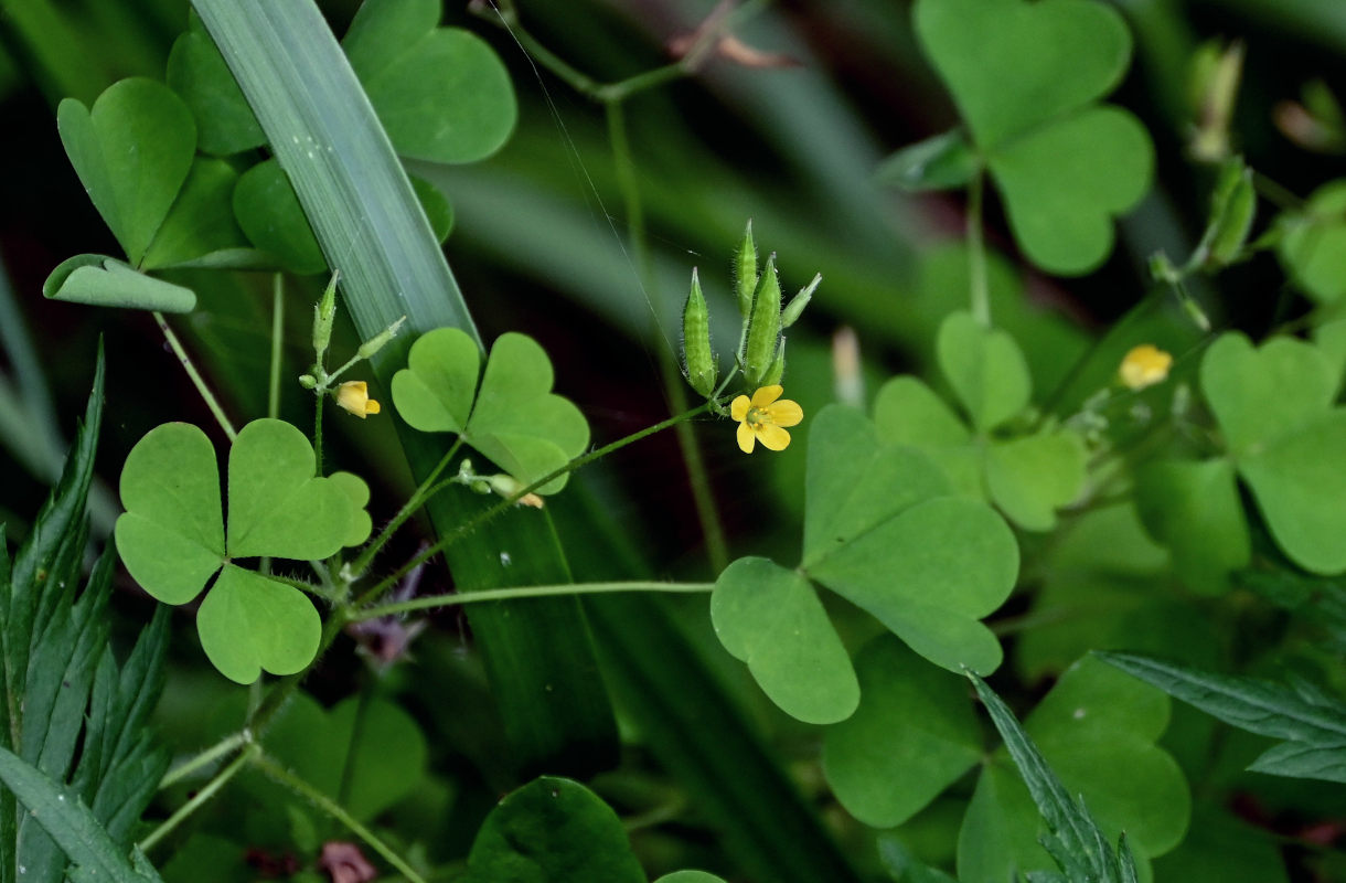 Изображение особи Oxalis stricta.