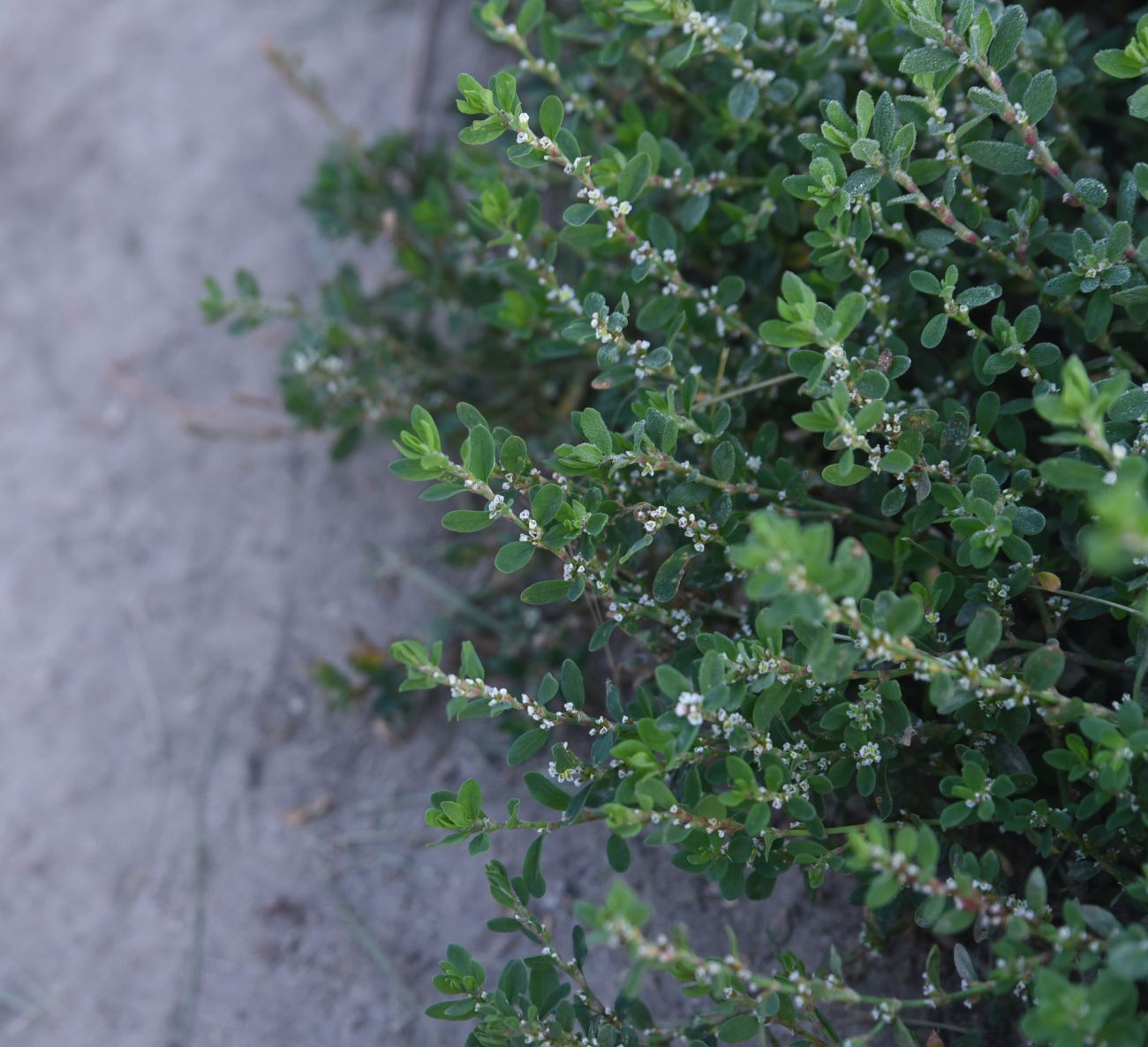 Image of Polygonum aviculare specimen.