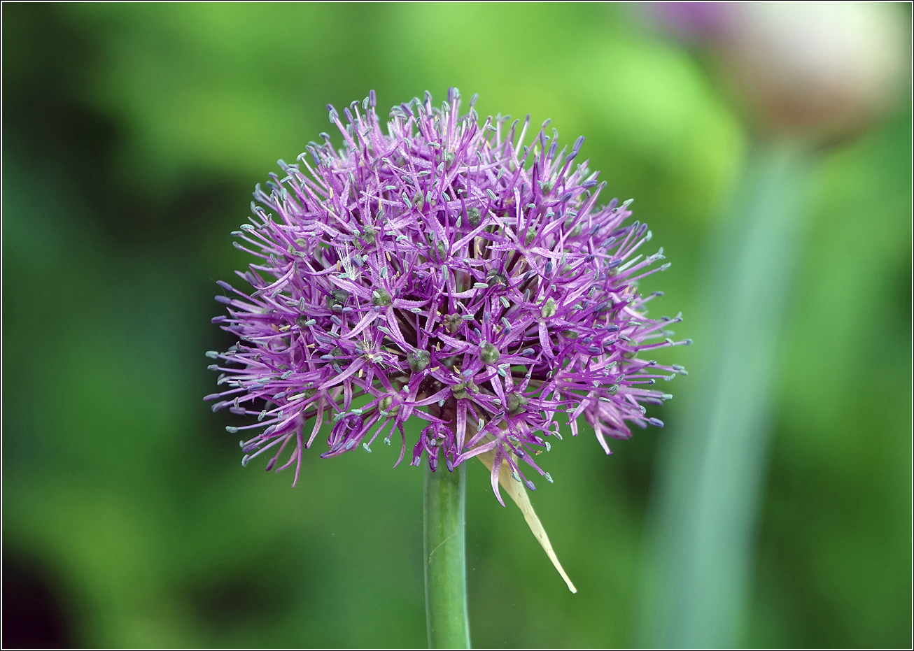 Image of genus Allium specimen.