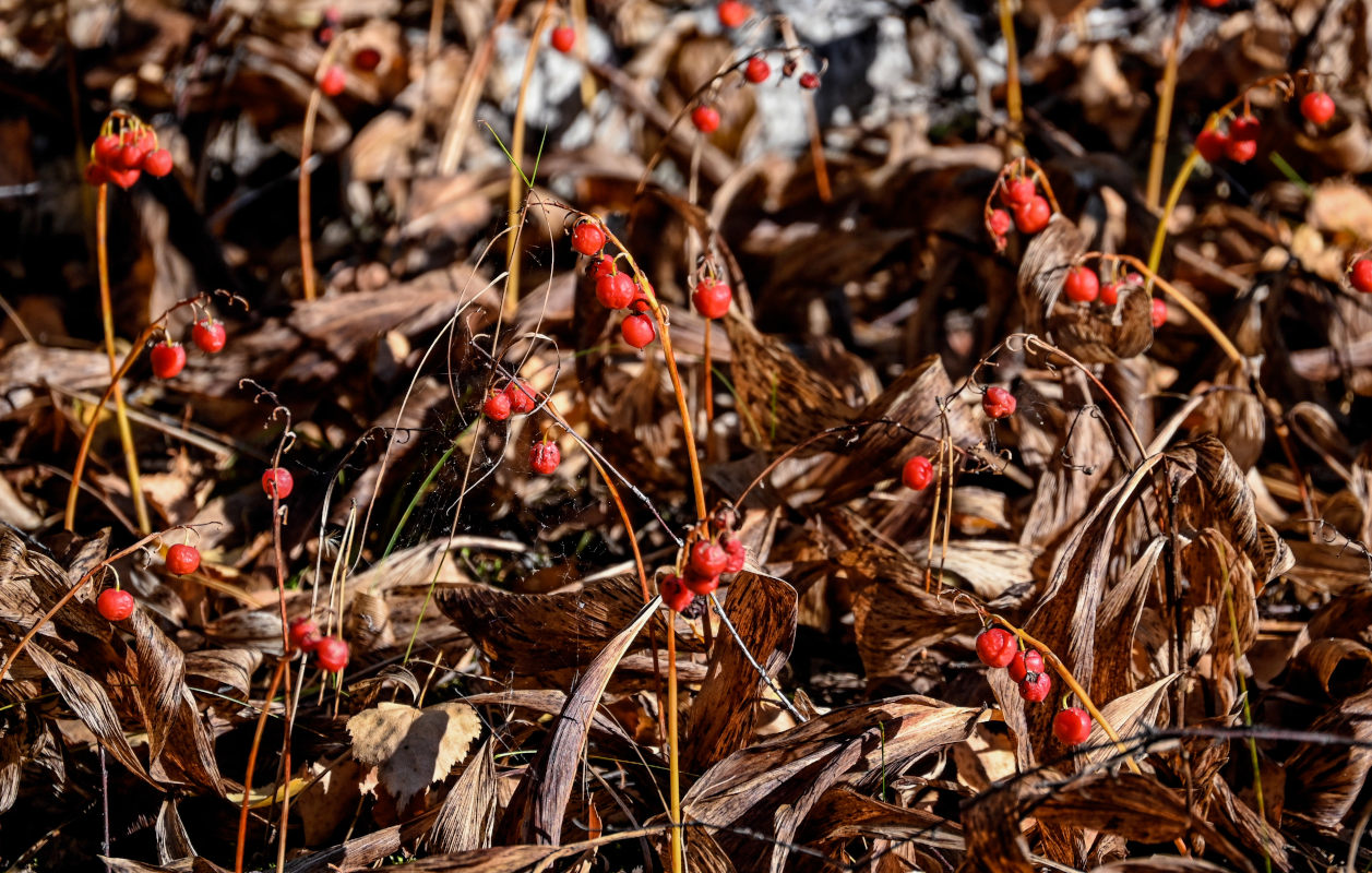 Изображение особи Convallaria majalis.