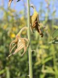 Crotalaria juncea