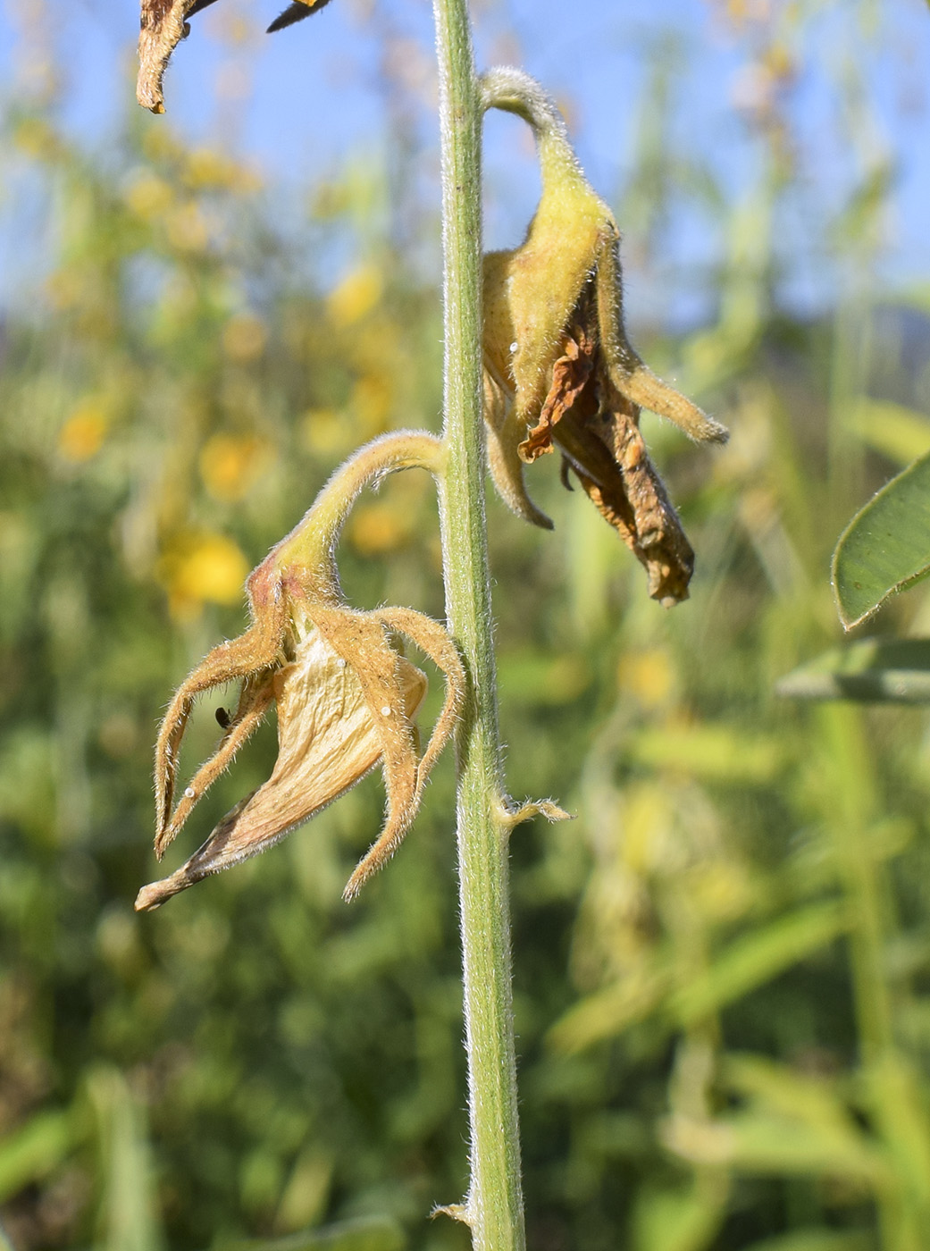 Изображение особи Crotalaria juncea.