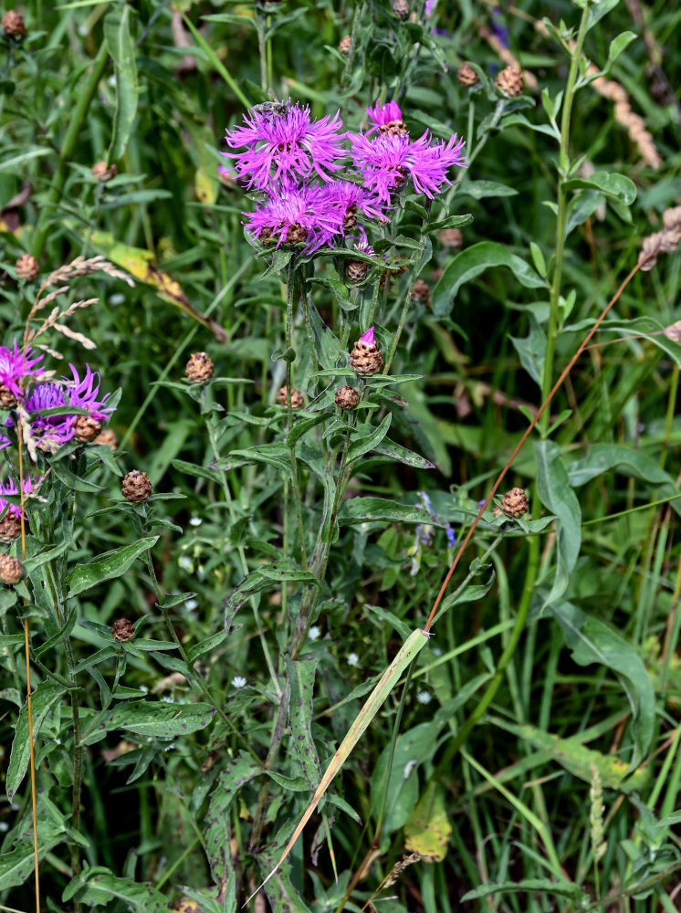 Image of Centaurea jacea specimen.