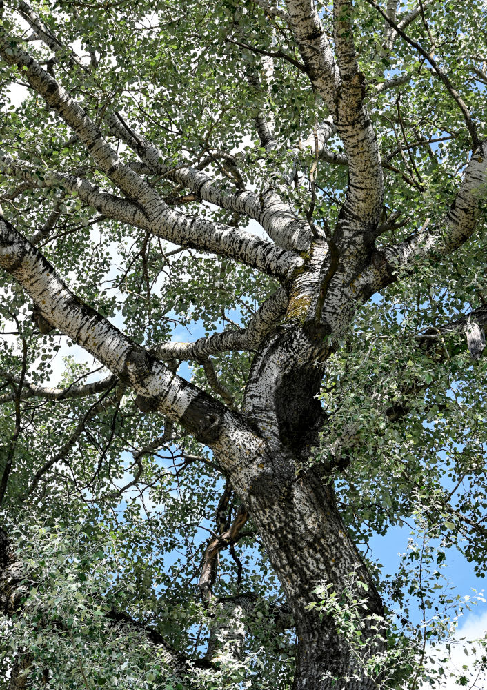 Изображение особи Populus alba.