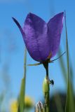 Campanula persicifolia. Верхушка побега с цветком, бутоном и жуком-долгоносиком. Ленинградская обл., Волосовский р-н, дер. Донцо, суходольный злаково-разнотравный луг на карбонатной почве. 22.06.2024.