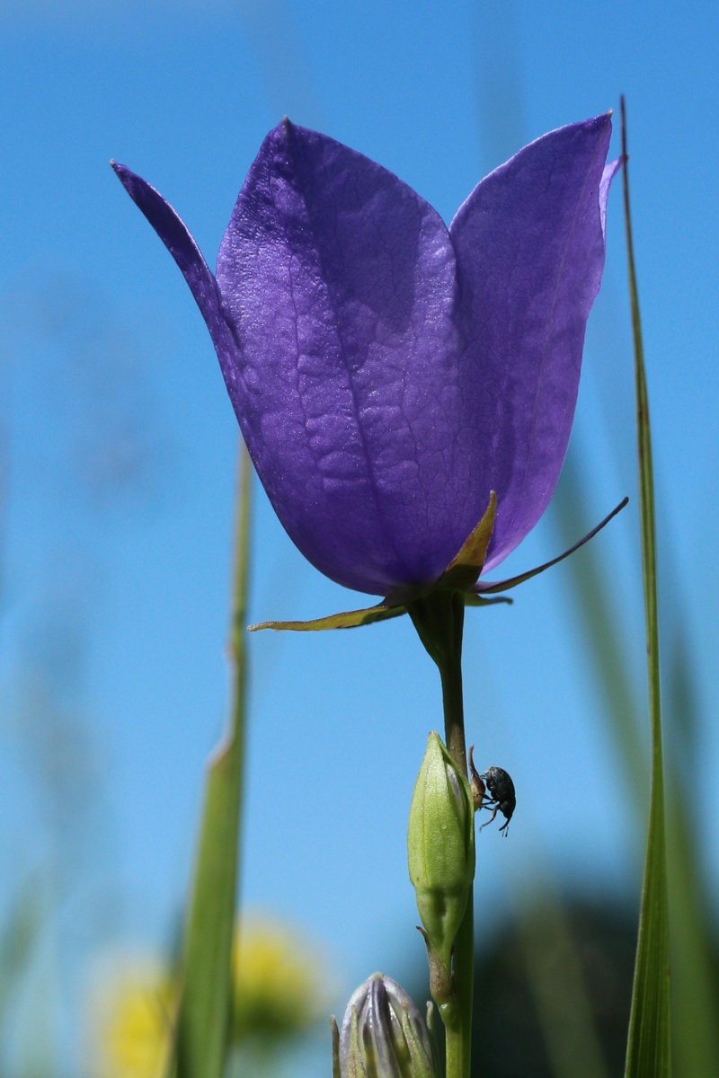 Image of Campanula persicifolia specimen.