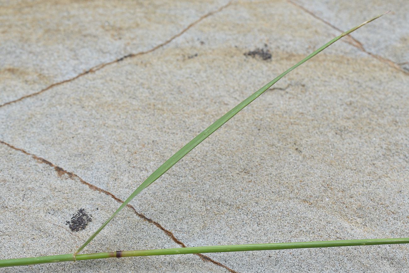 Image of familia Poaceae specimen.