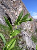 Polygonatum odoratum. Верхушка цветущего растения. Хакасия, Ширинский р-н, окр. с. Ефремкино, массив Тогыз-Аз, зарастающая каменистая россыпь. 03.06.2024.